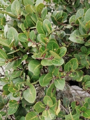 Apodytes abbottii