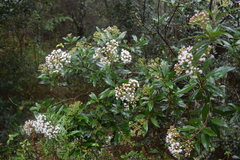 Ageratina ligustrina
