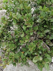 Apodytes abbottii