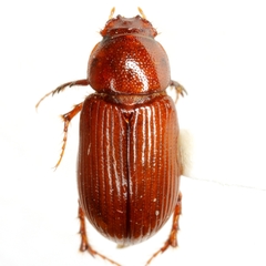 Tetraclipeoides formidatus