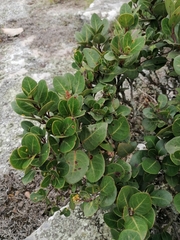 Apodytes abbottii