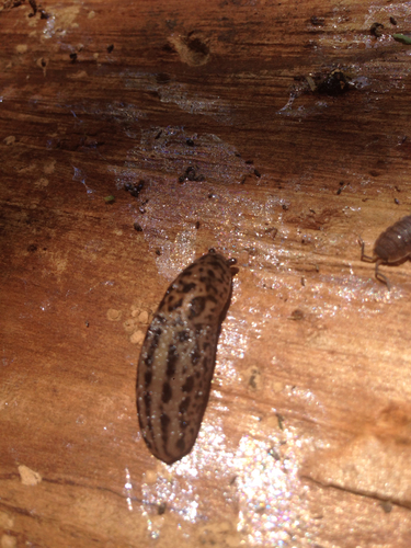Limax maximus