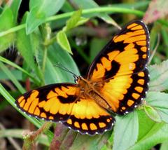 Byblia anvatara acheloia