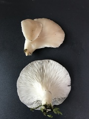 Pleurotus cornucopiae