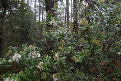 Ageratina ligustrina