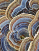 Basidiomycete Fungi - Photo (c) Christine Young, some rights reserved (CC BY), uploaded by Christine Young