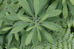 Daphne mezereum