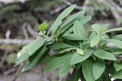 Daphne mezereum