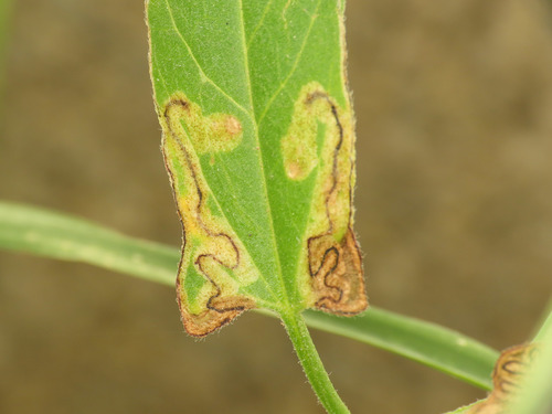 Stigmella freyella