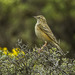Mountain Pipit - Photo (c) Francesco Veronesi, some rights reserved (CC BY-SA)