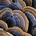 Trametes versicolor - Photo (c) Christine, μερικά δικαιώματα διατηρούνται (CC BY), uploaded by Christine
