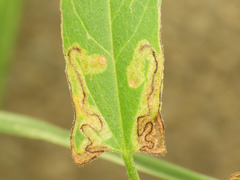 Stigmella freyella