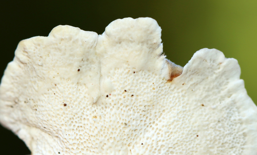 Įvairiaspalvė kempė nuotrauka