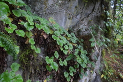 Heuchera longipetala