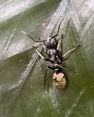 Camponotus buchneriCamponotus buchneri