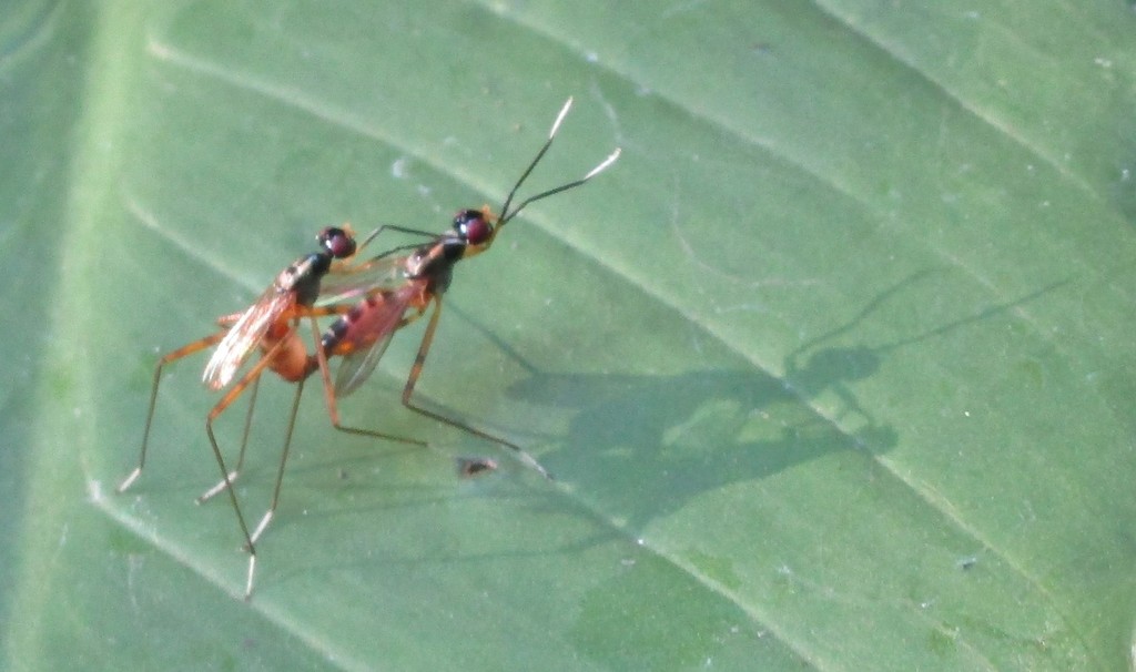 Mimegralla albitarsis