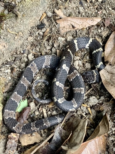 Peruvian Thirst Snake