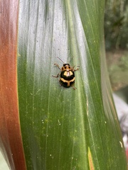 Platyphora aeneoornata