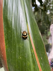 Platyphora aeneoornata