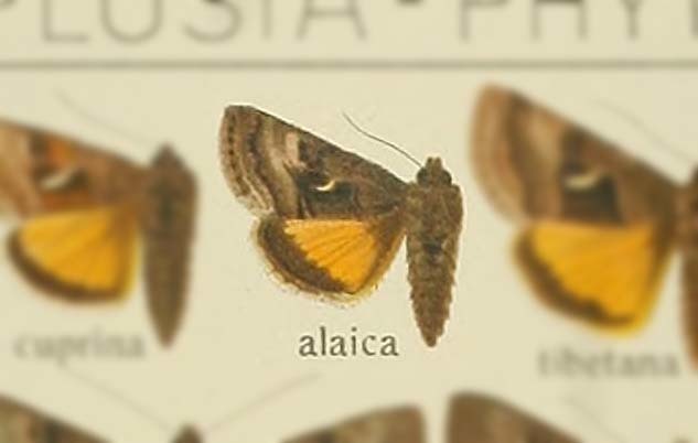 Syngrapha hochenwarthi