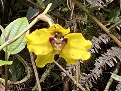 Cyrtochilum macranthum