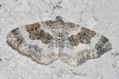 Epirrhoe rivata