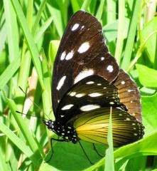 Hypolimnas anthedon wahlbergi