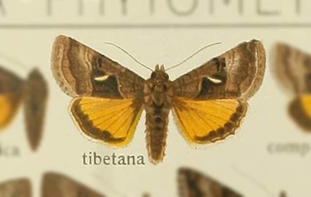 Syngrapha tibetana