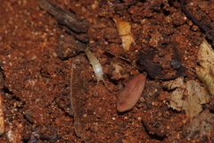 Nicoletiidae