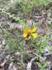 Strangalia sexnotata