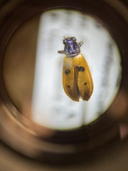 Pelonides quadripunctata