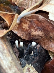 Xylaria carpophila