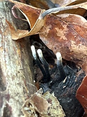 Xylaria carpophila