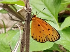 Pentila pauli pauli