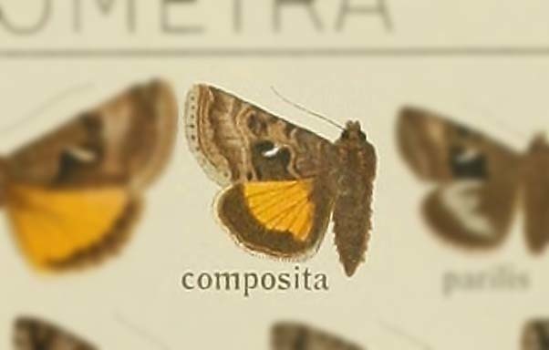 Syngrapha composita