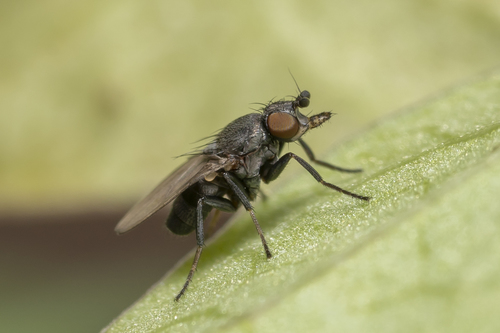 Milichiid fly