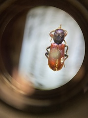 Zenodosus sanguineus