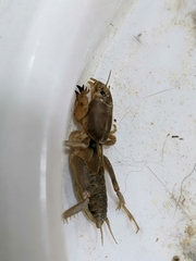 Neoscapteriscus vicinus