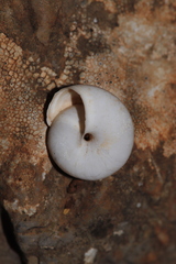 Metafruticicola sublecta