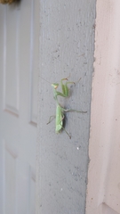 Stagmomantis limbata