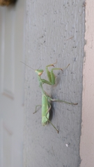 Stagmomantis limbata