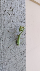 Stagmomantis limbata