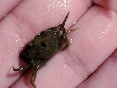 Rhithropanopeus harrisii