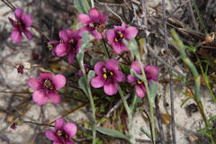 Diascia capensis