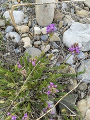 Oxytropis borealis