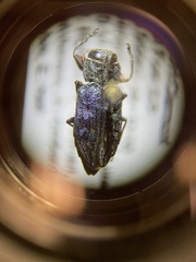 Chrysobothris viridiceps