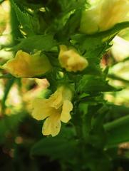 Alectra sessiliflora