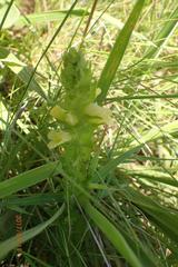 Alectra sessiliflora