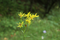 Senecio nemorensis