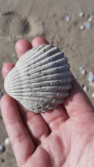 Acanthocardia tuberculata